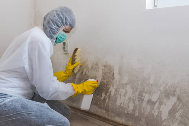 Best Post-Flood Mold Remediation in Lake Bluff, IL