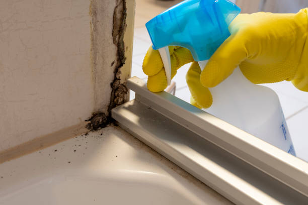 Best Black Mold Remediation in Lake Bluff, IL