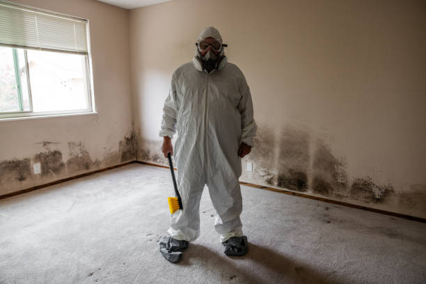 Best Insurance-Related Mold Remediation in Lake Bluff, IL