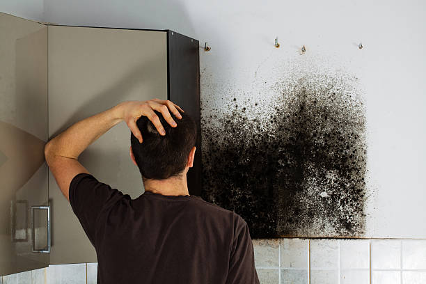 Best Kitchen Mold Remediation in Lake Bluff, IL