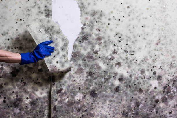 Best Industrial Mold Remediation in Lake Bluff, IL