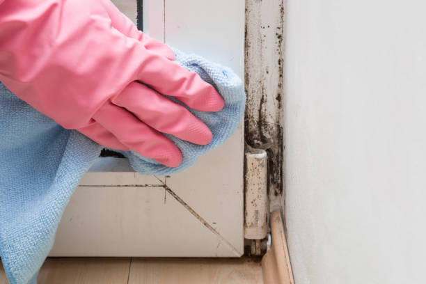Lake Bluff, IL Mold Remediation Company