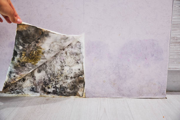 Best Bathroom Mold Remediation in Lake Bluff, IL